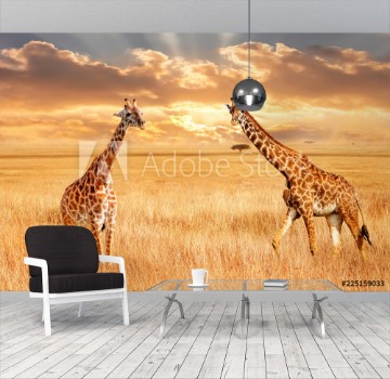 Picture of Giraffes in the African savannah Wild nature of Africa Artistic African image